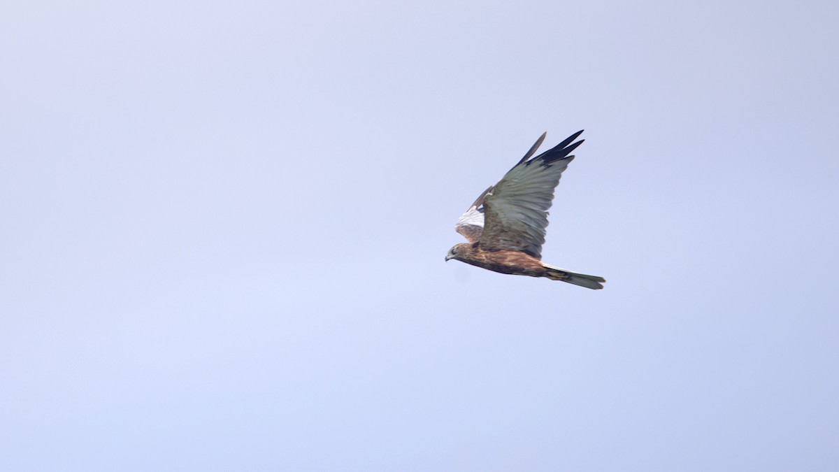 西方澤鵟 - ML646394128