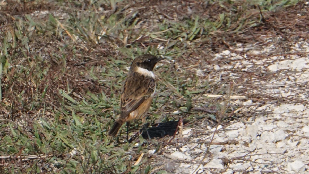 Pitxartxar burubeltza - ML646394129