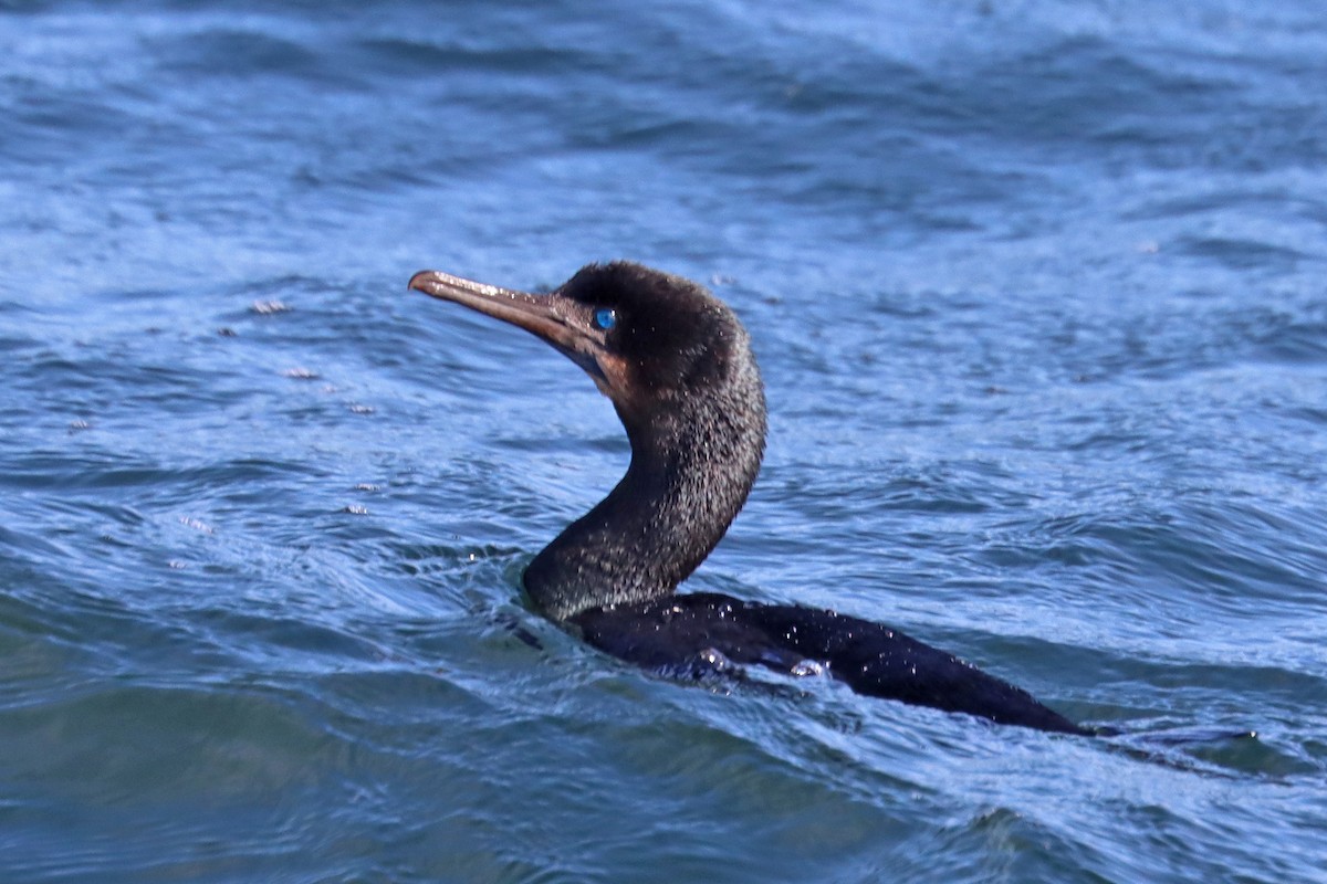 Brandt's Cormorant - ML646394130