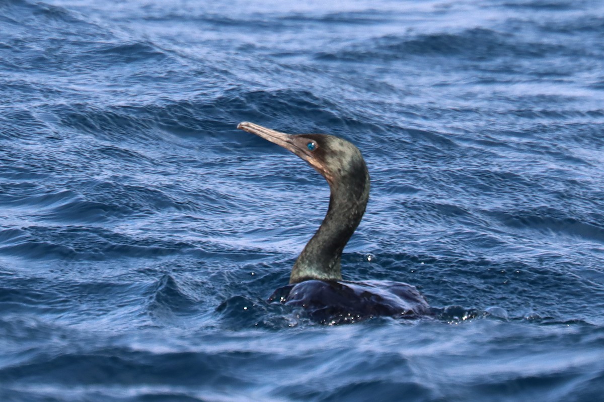 Brandt's Cormorant - ML646394131