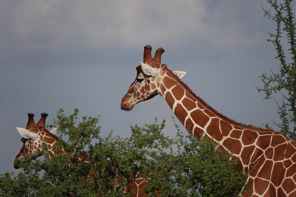 Animals - ML646394146