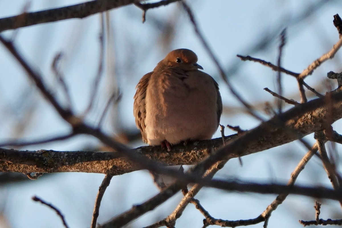 Mourning Dove - ML646394148