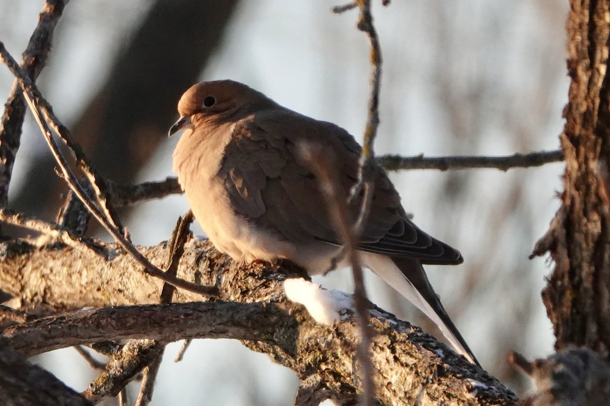 Mourning Dove - ML646394149