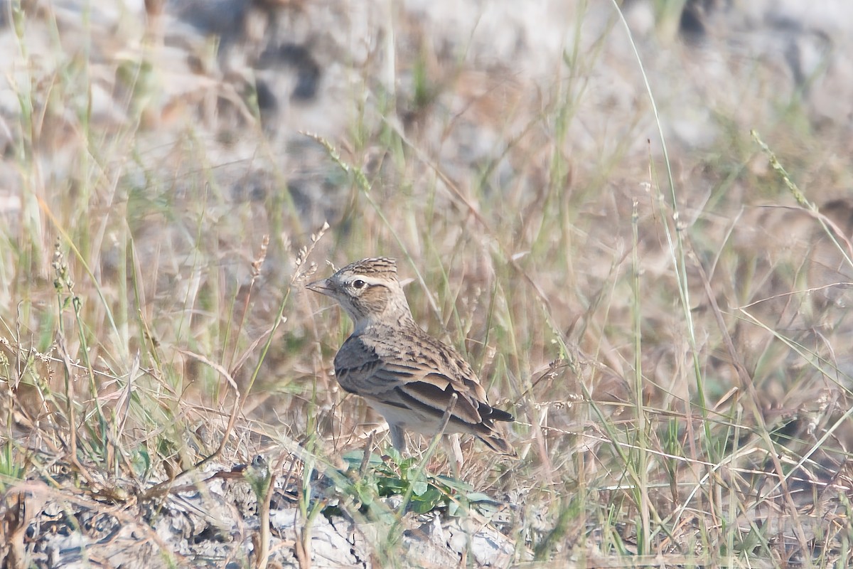 Greater Short-toed Lark - ML646394158