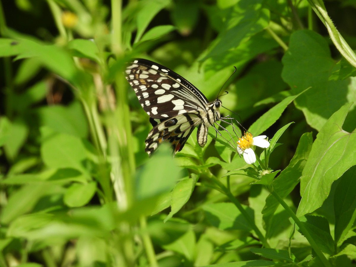 Lime Swallowtail - ML646394159