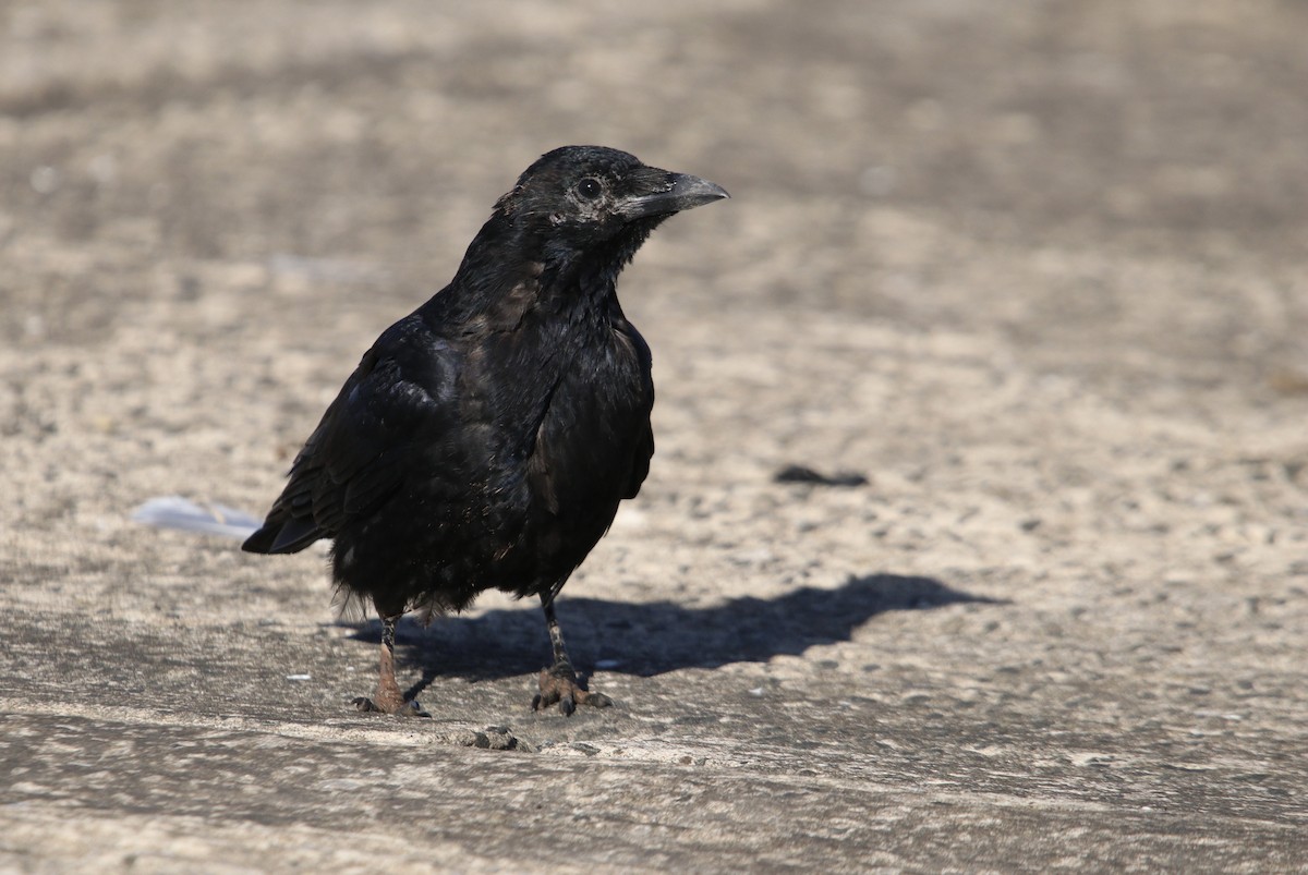 小嘴烏鴉(corone) - ML646394161