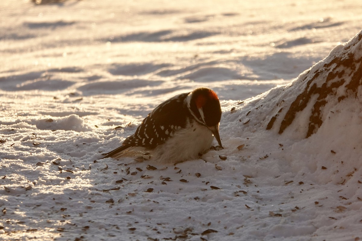 Hairy Woodpecker - ML646394162