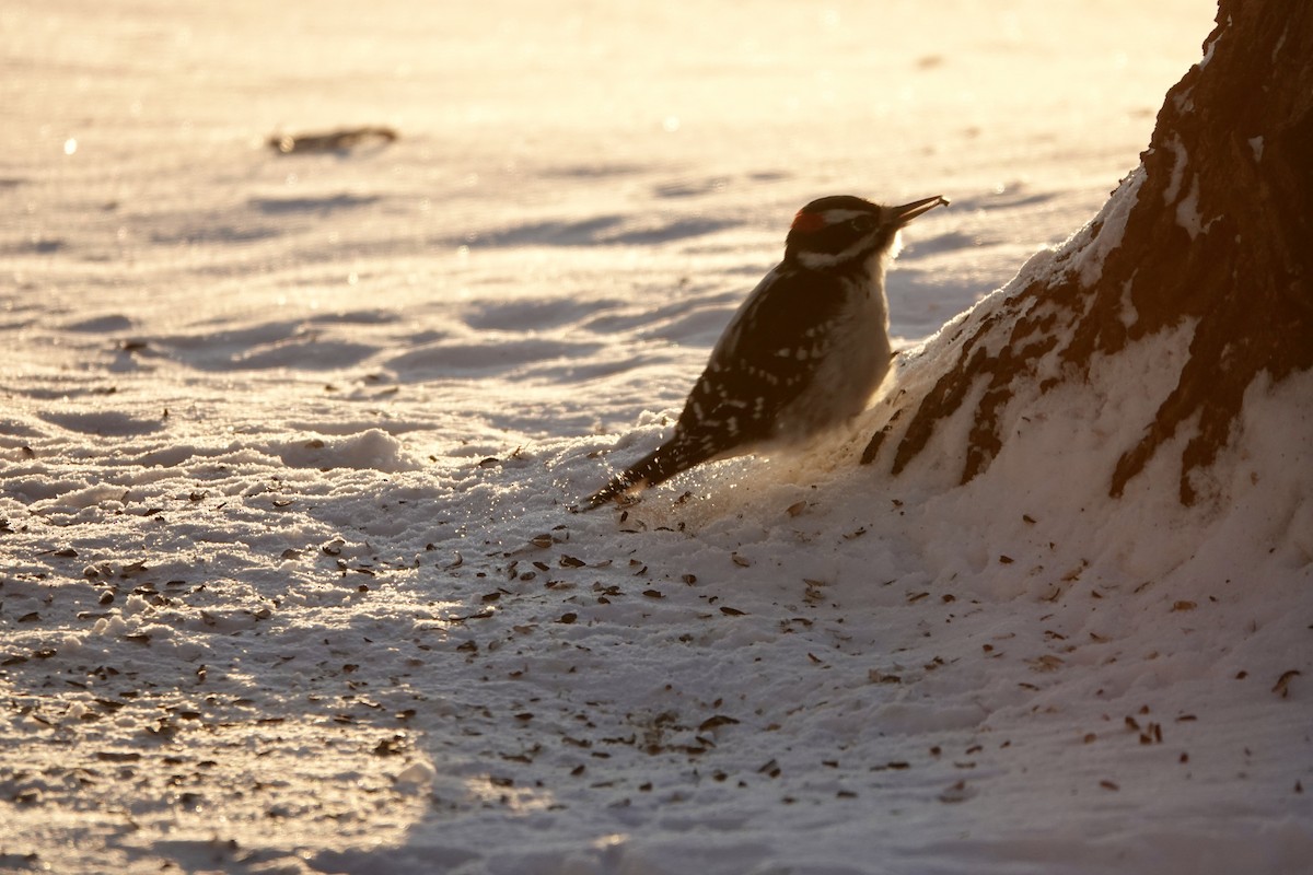 Hairy Woodpecker - ML646394164
