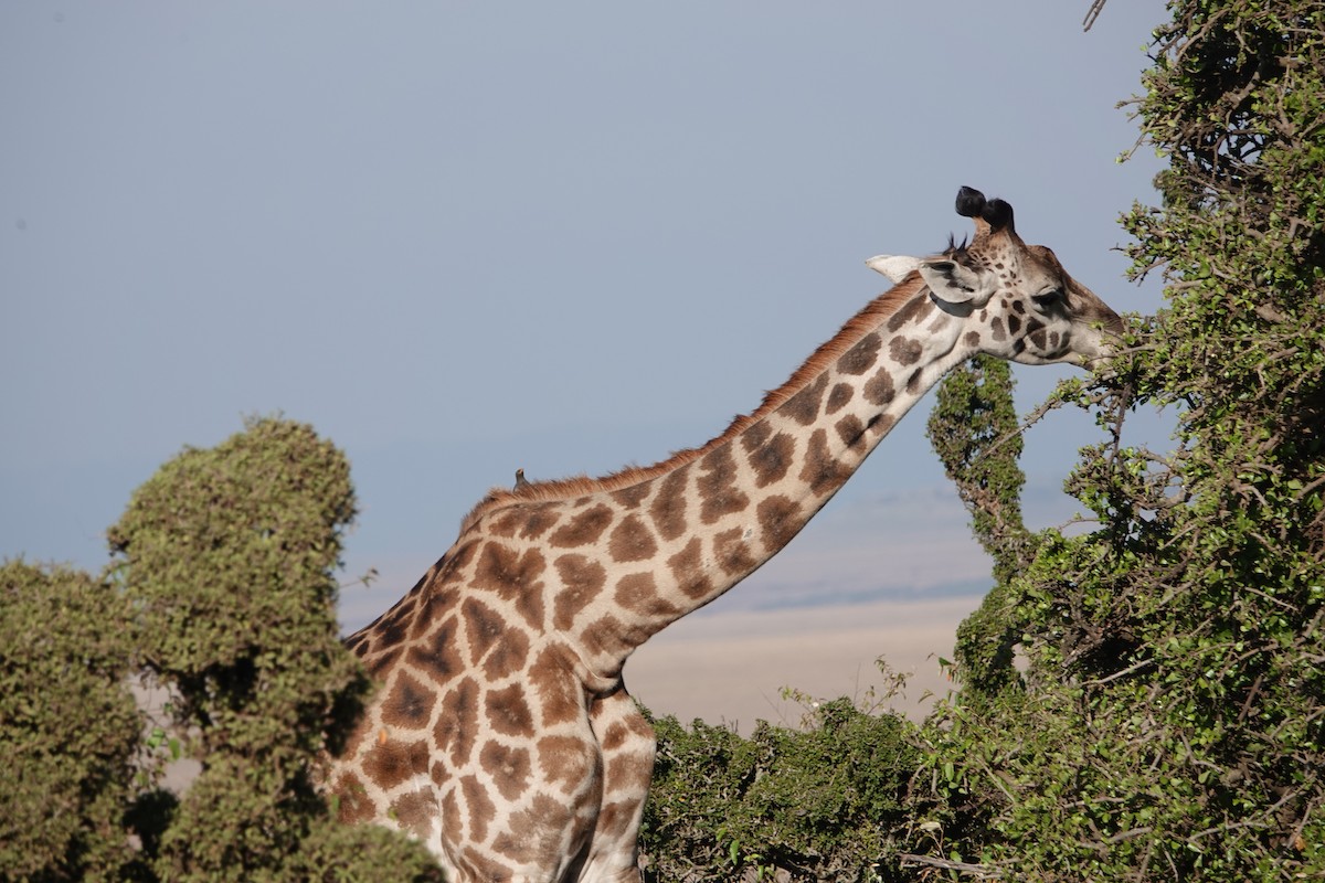 Animals - ML646394165