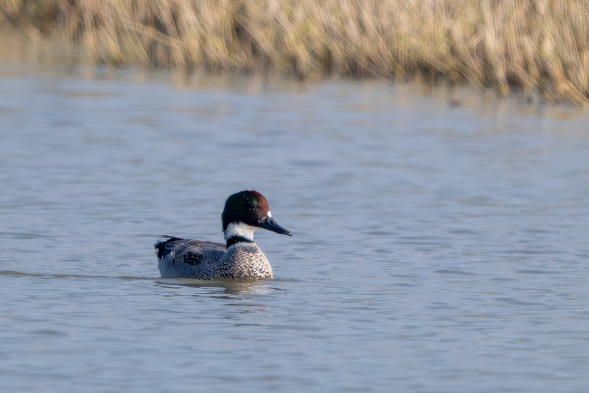 ヨシガモ - ML646394166