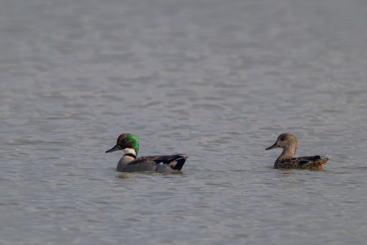 ヨシガモ - ML646394167