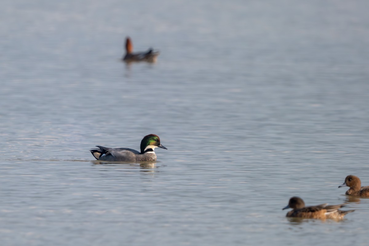 ヨシガモ - ML646394168