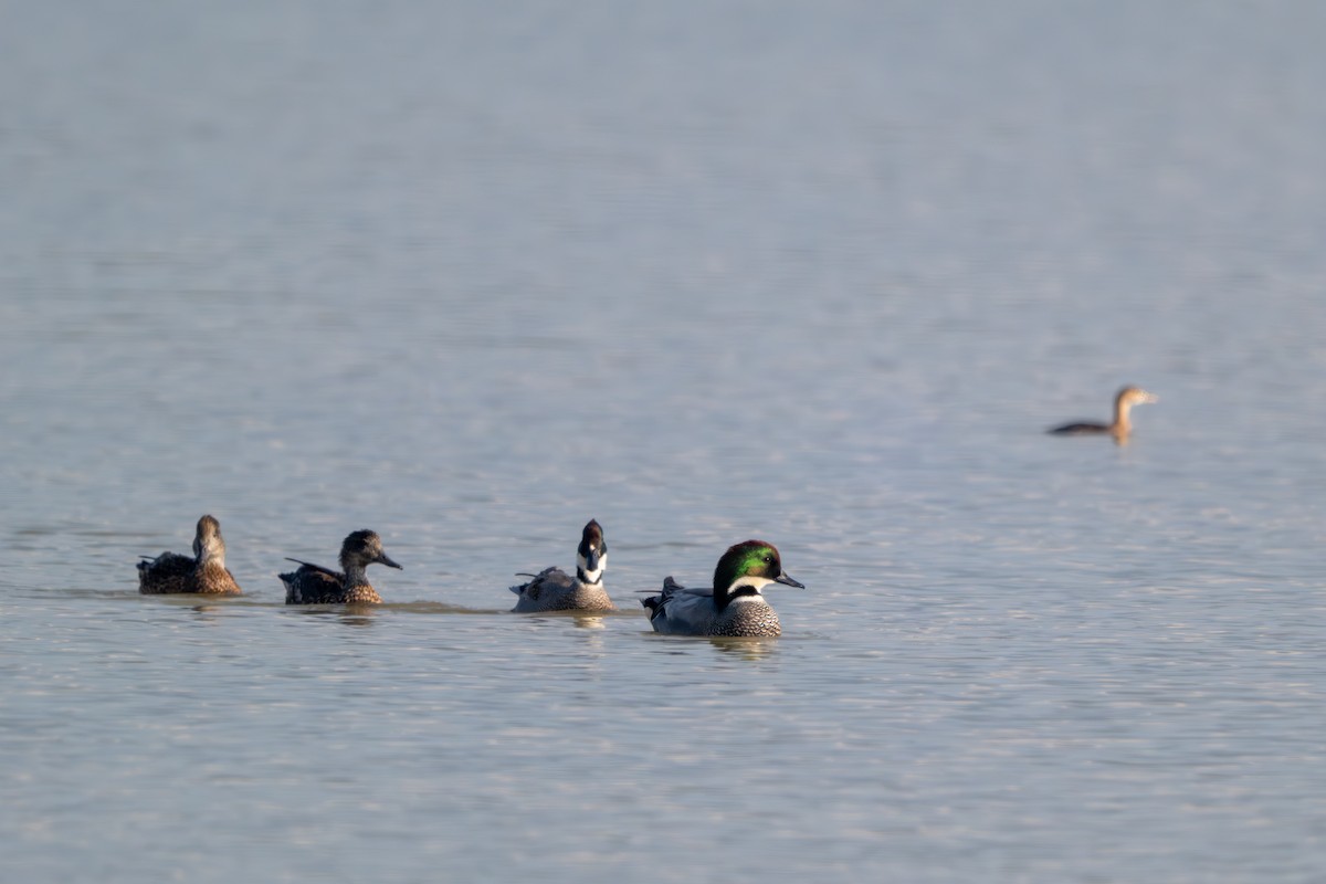 ヨシガモ - ML646394169