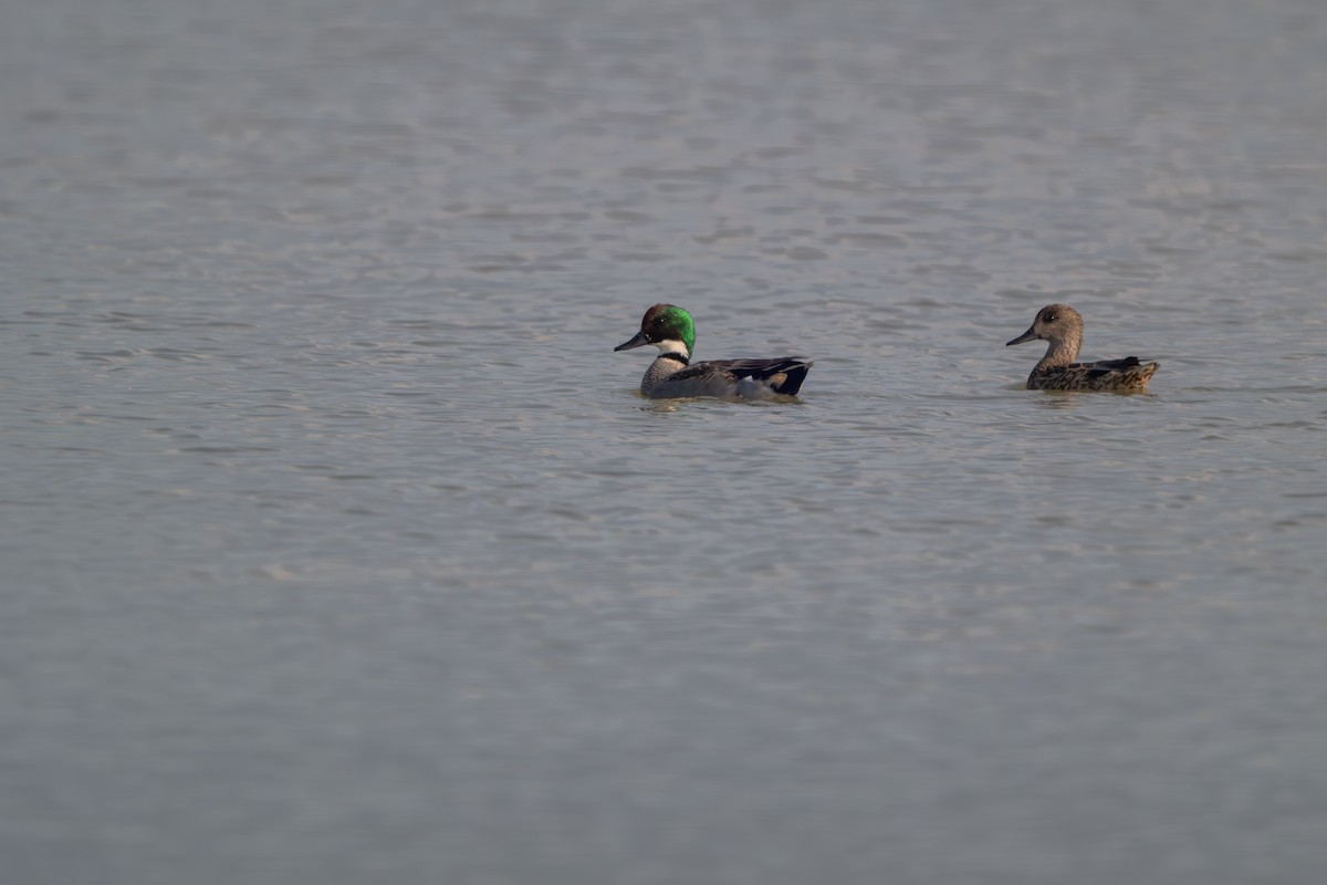 ヨシガモ - ML646394170