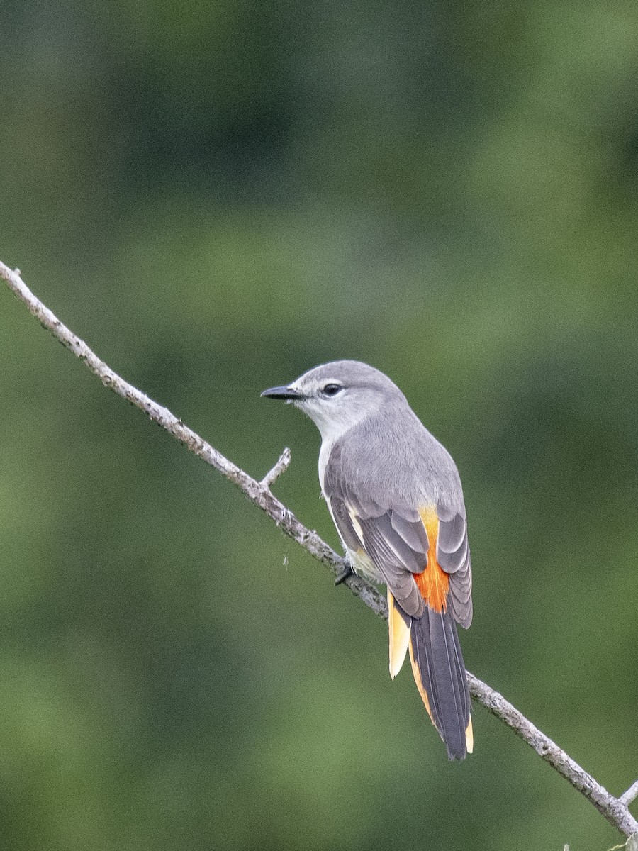 Small Minivet - ML646394171
