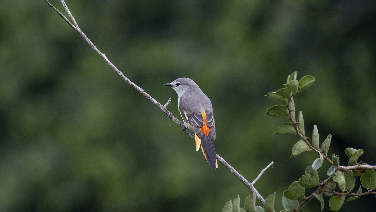 Small Minivet - ML646394173