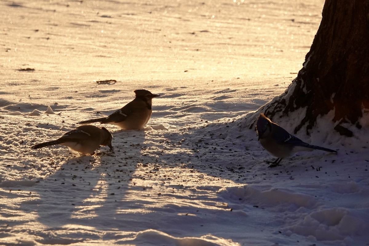 Blue Jay - ML646394174