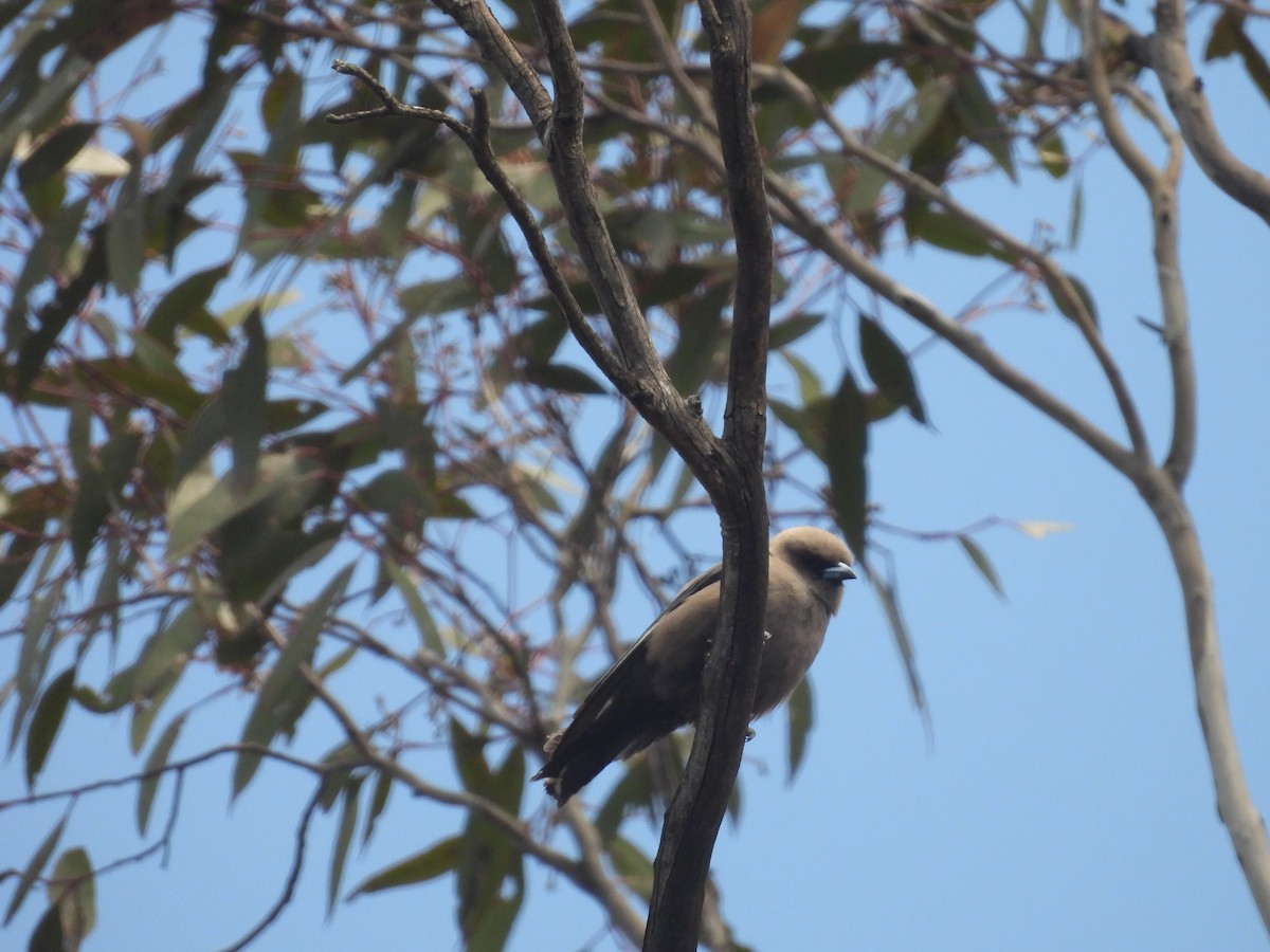Dusky Woodswallow - ML646394176