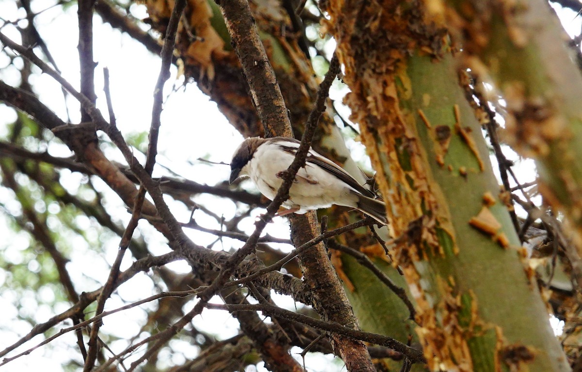 White-browed Sparrow-Weaver - ML646394177