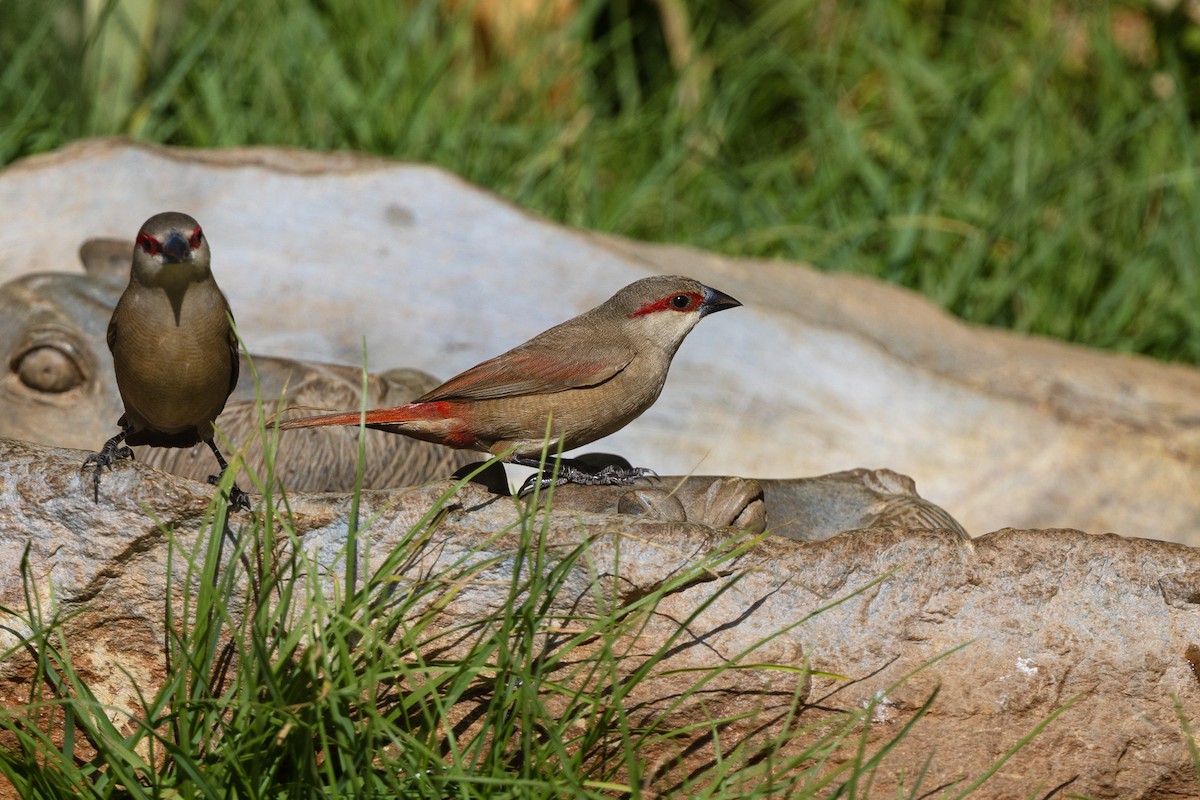 Crimson-rumped Waxbill - ML646394180