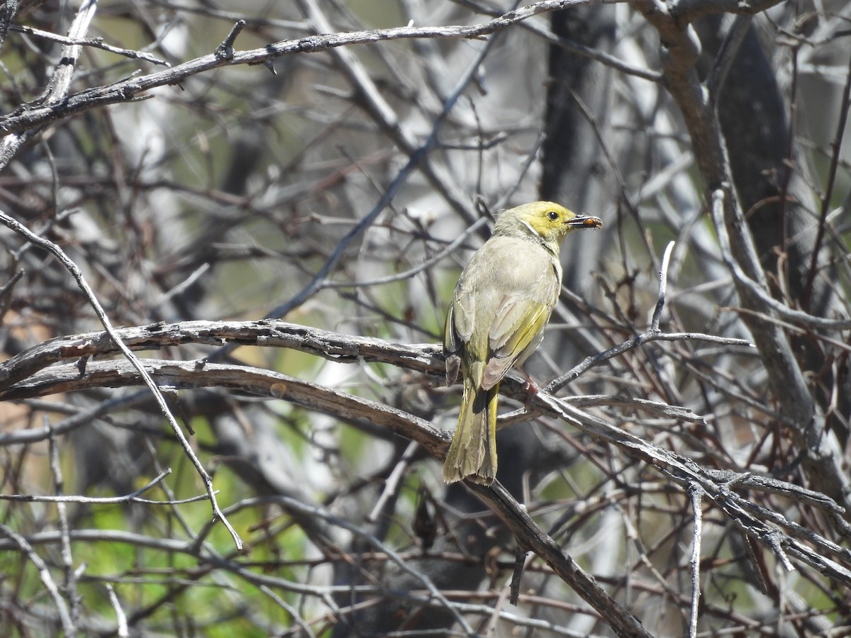 White-plumed Honeyeater - ML646394181