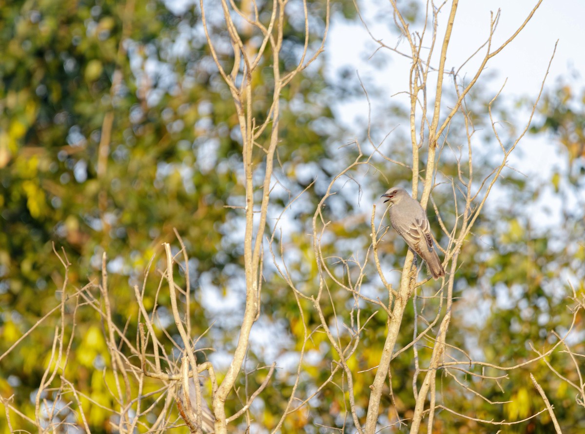 Indian Cuckooshrike - ML646394185