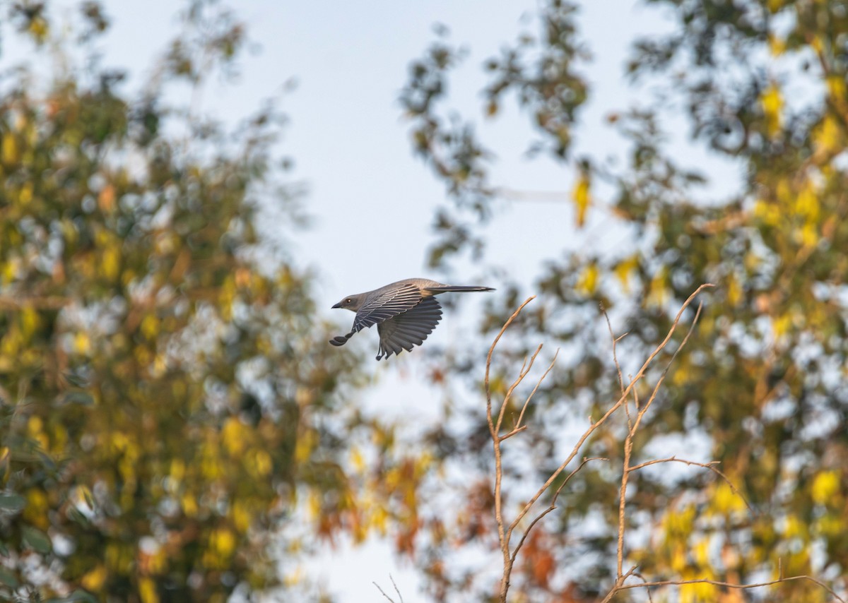 Indian Cuckooshrike - ML646394186
