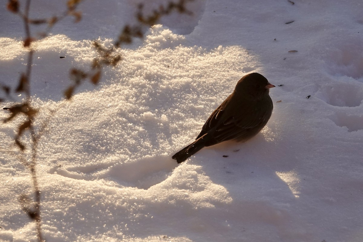 Dark-eyed Junco - ML646394194