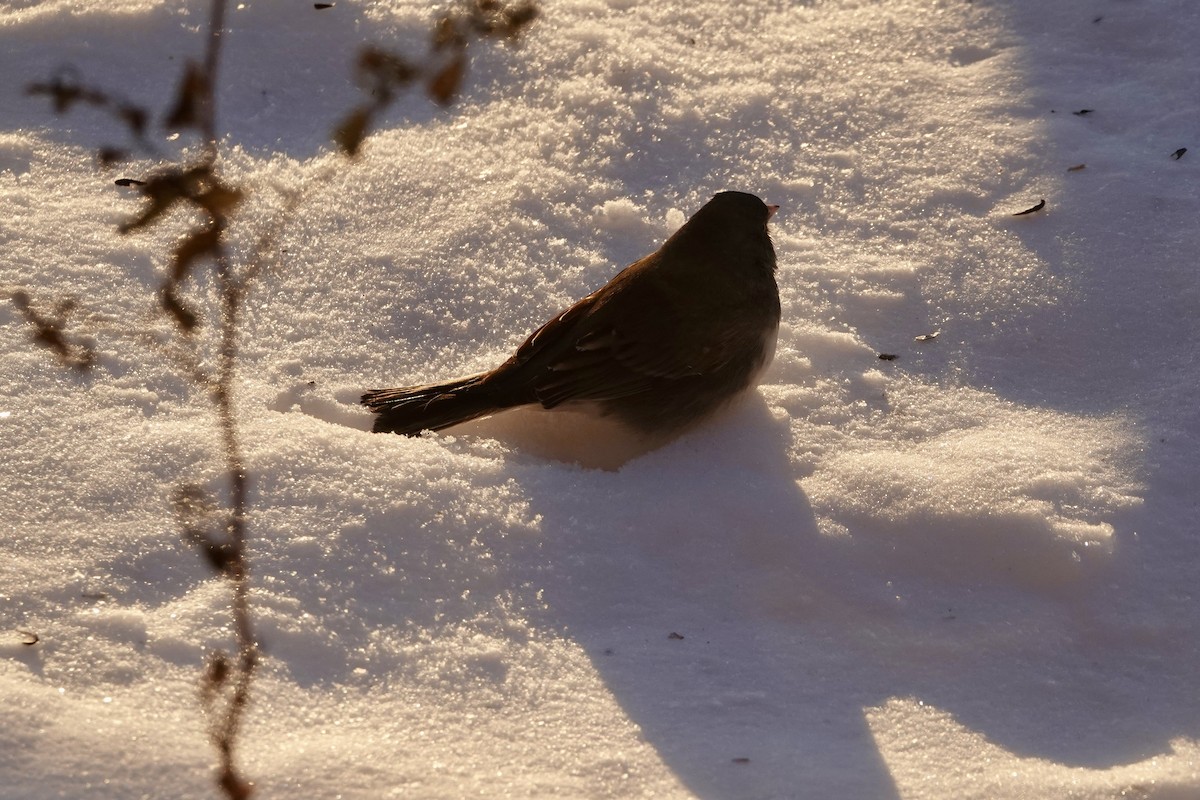 Dark-eyed Junco - ML646394195