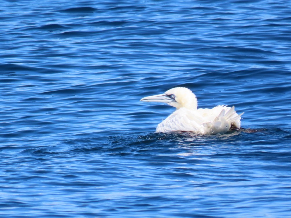 Northern Gannet - ML646394196