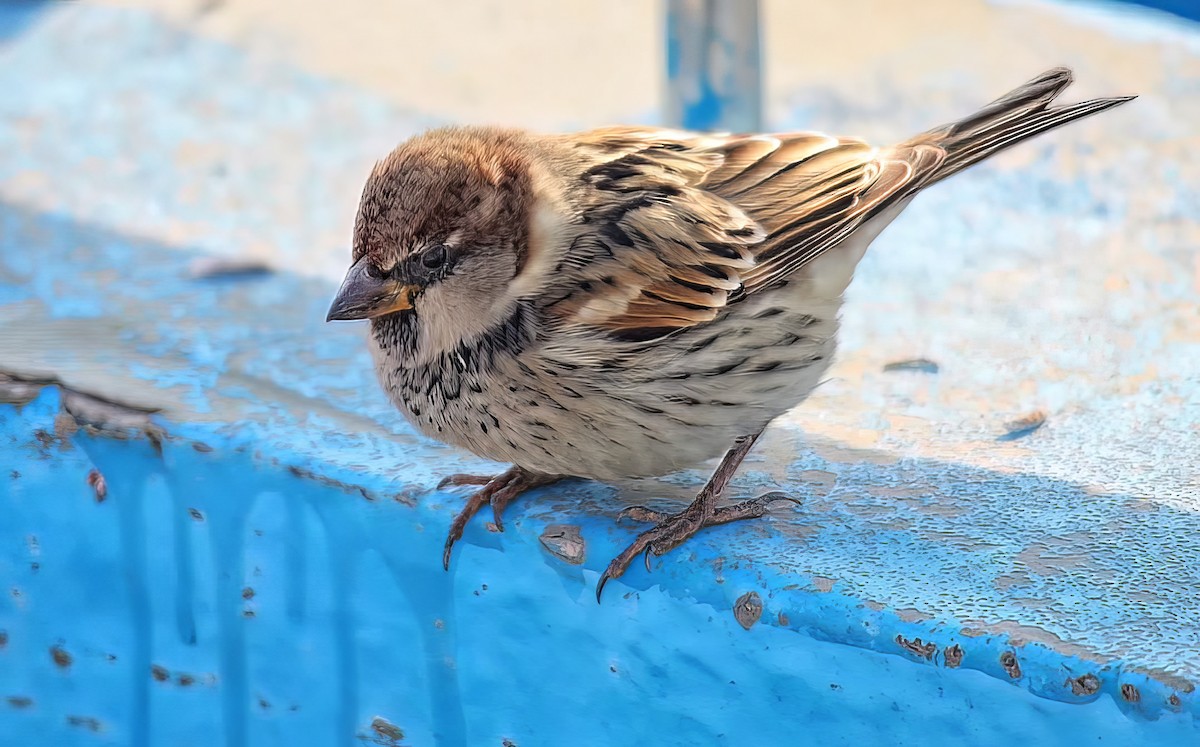 Spanish Sparrow - ML646394201