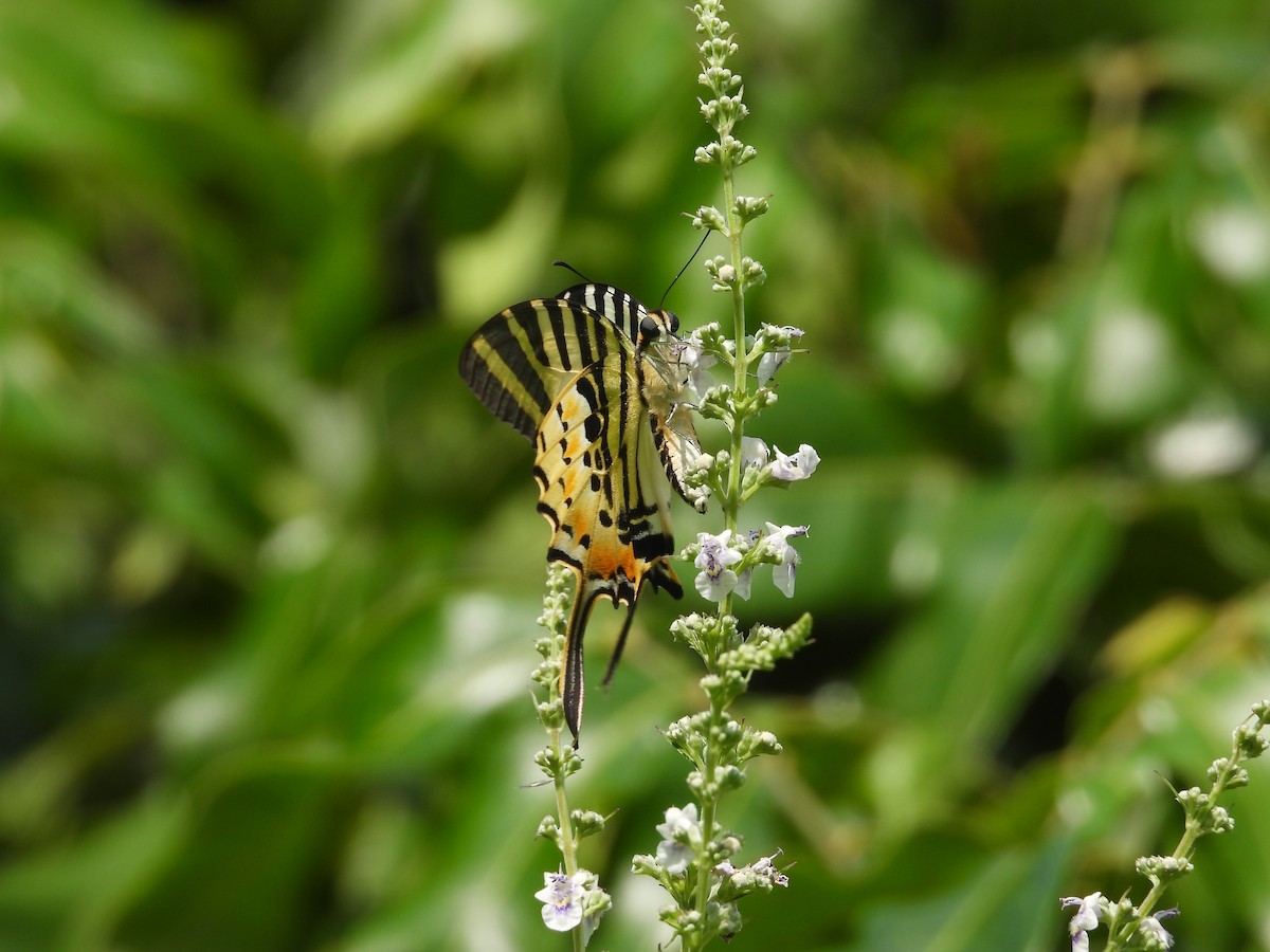 Five-bar Swordtail - ML646394212