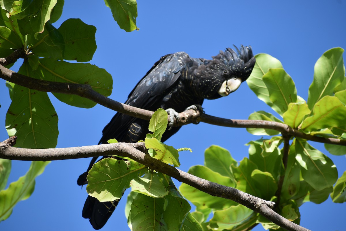 Red-tailed Black-Cockatoo - ML646394216