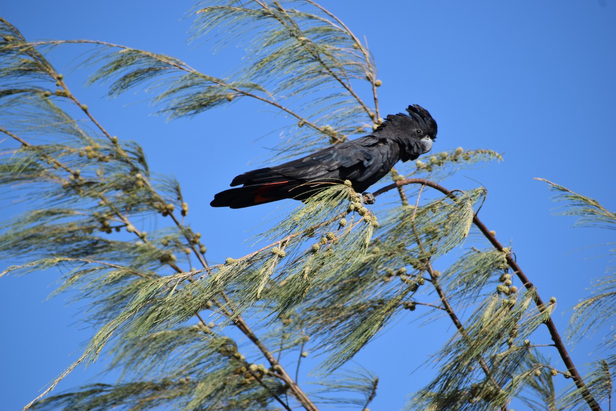 Red-tailed Black-Cockatoo - ML646394222