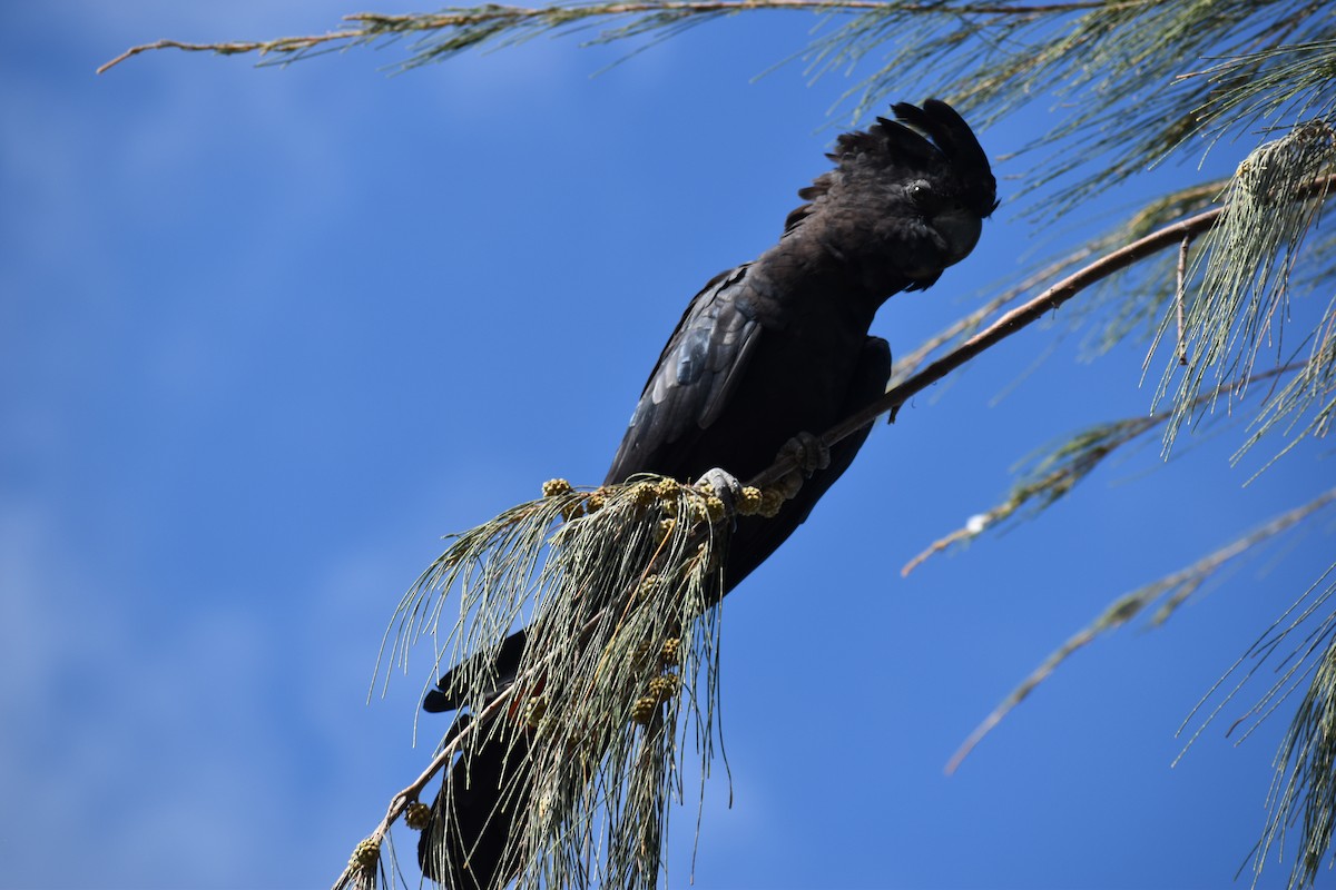 Red-tailed Black-Cockatoo - ML646394225