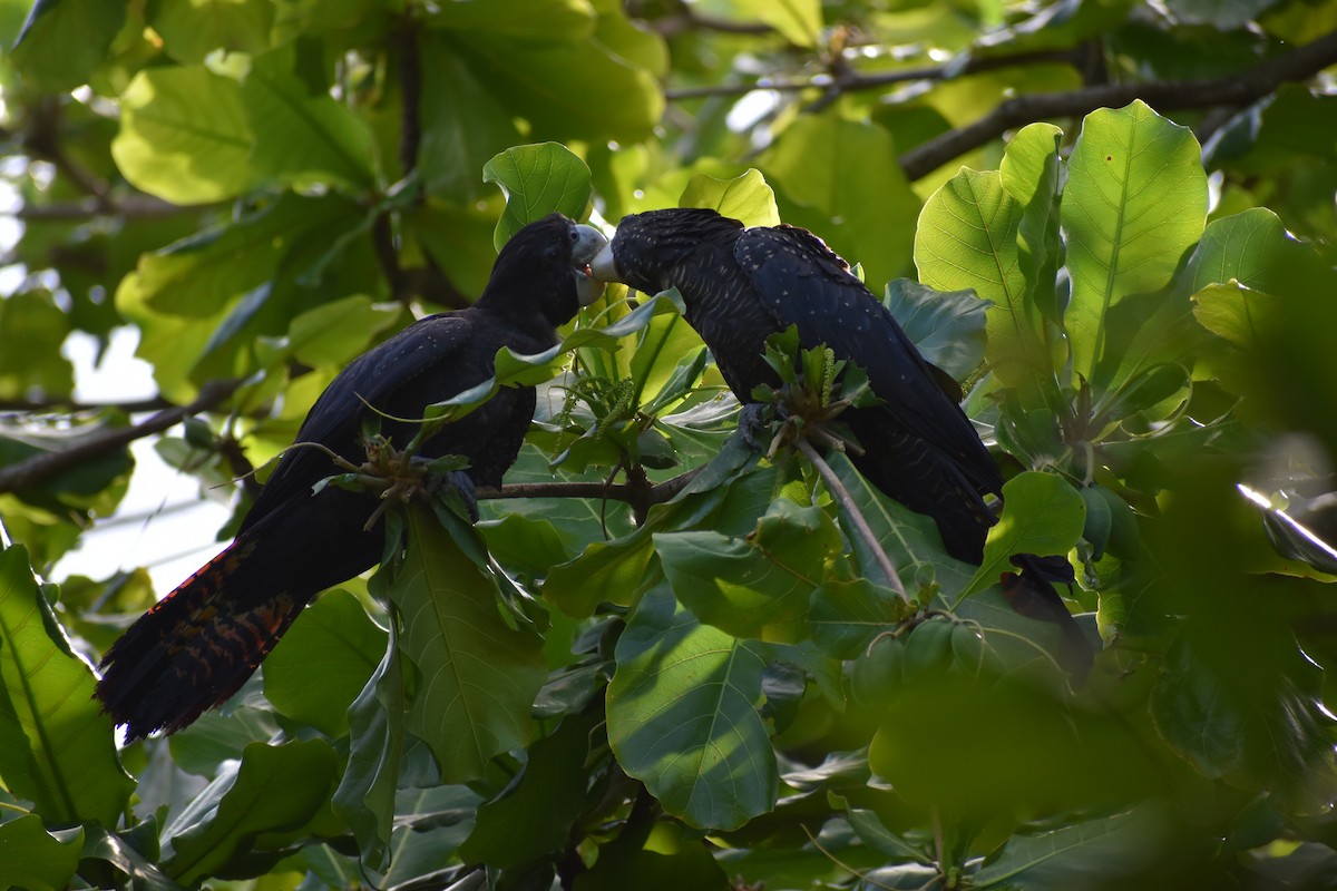 Red-tailed Black-Cockatoo - ML646394231