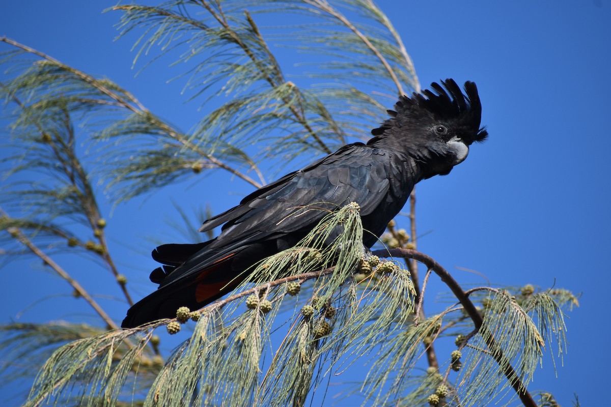 Red-tailed Black-Cockatoo - ML646394234