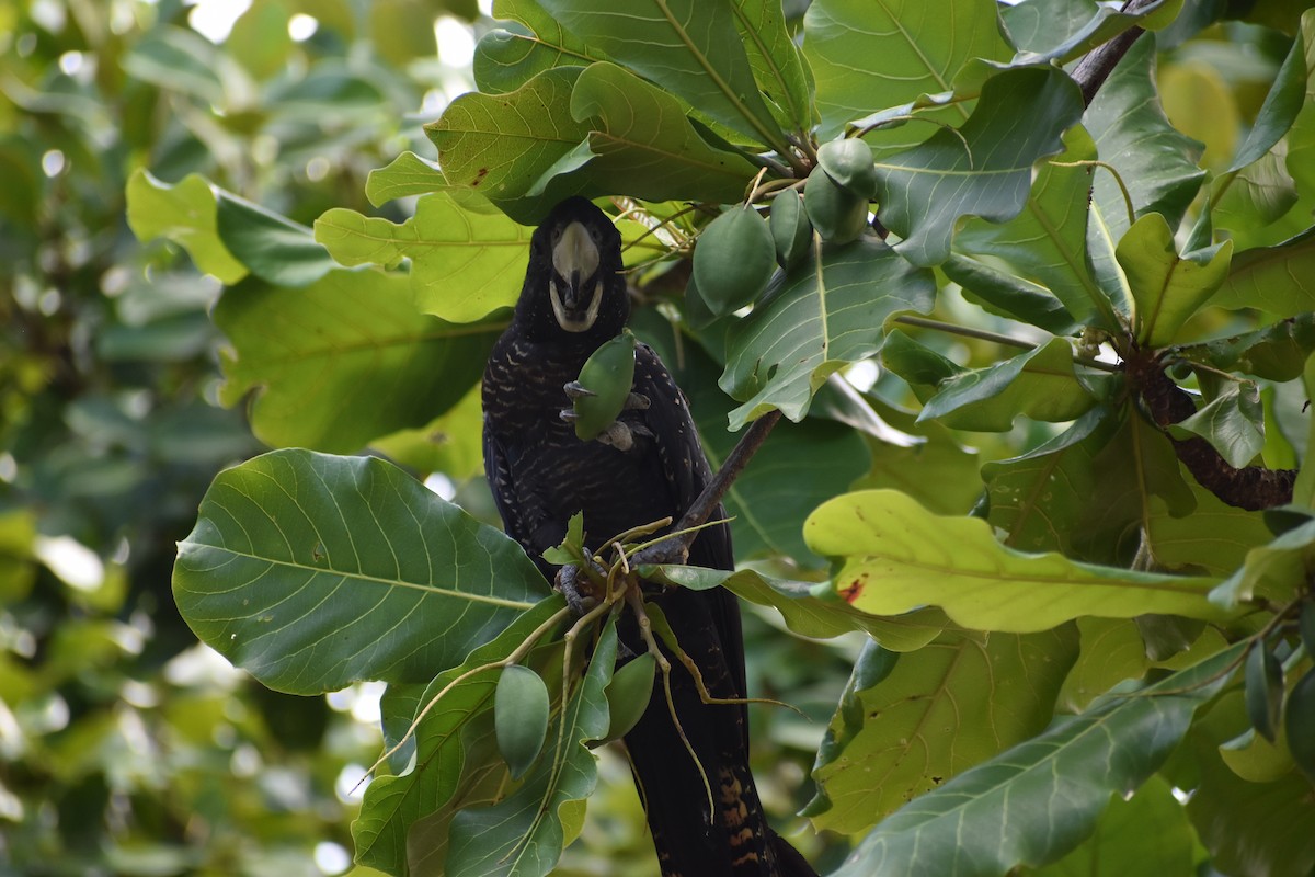 Red-tailed Black-Cockatoo - ML646394237