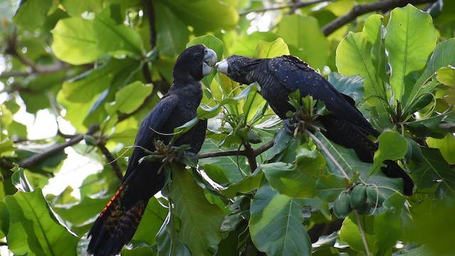 kakadu havraní - ML646394238