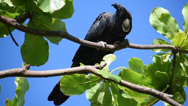 kakadu havraní - ML646394239