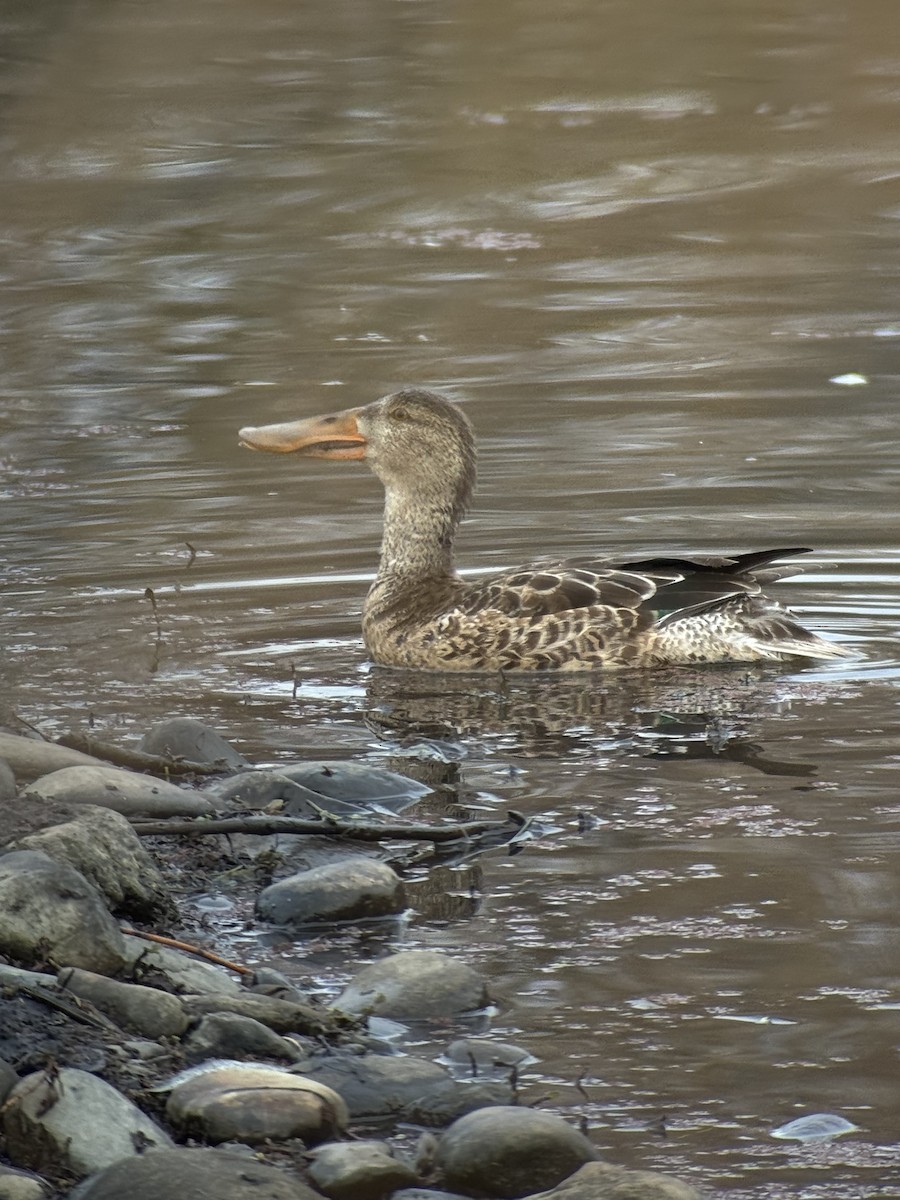 琵嘴鴨 - ML646394240