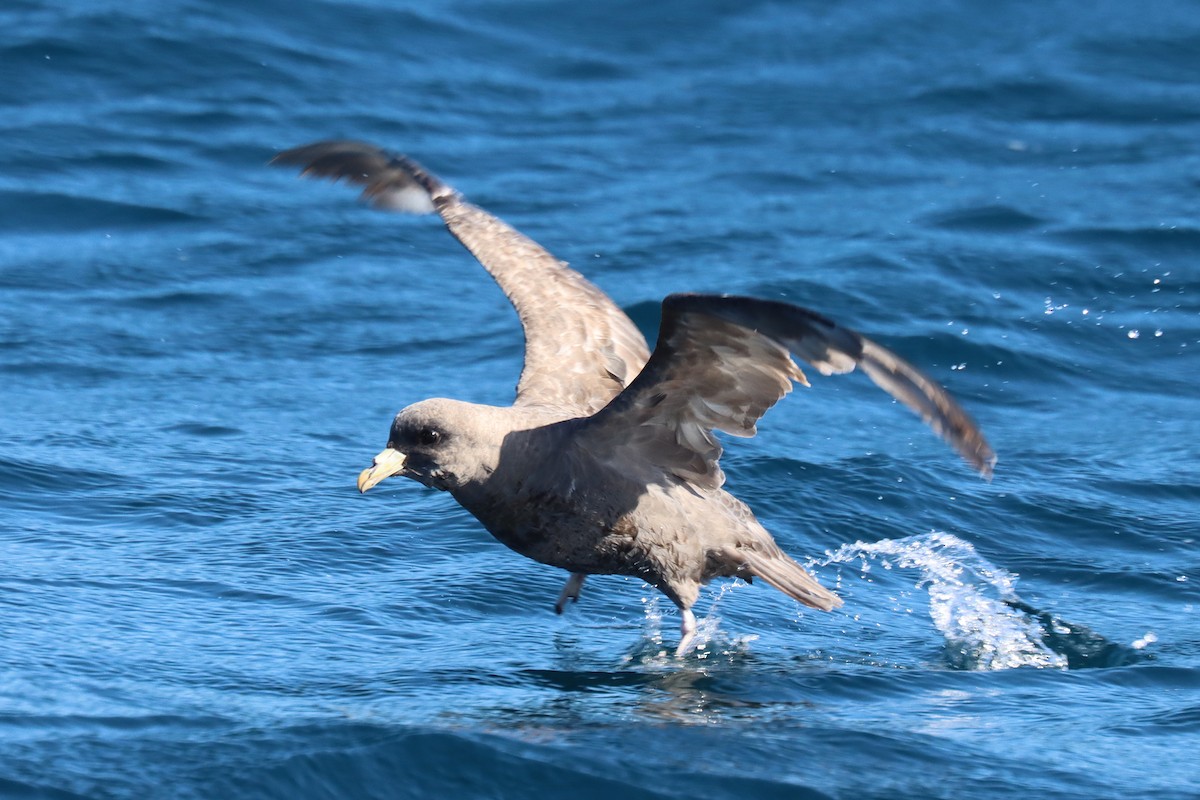 Northern Fulmar - ML646394244