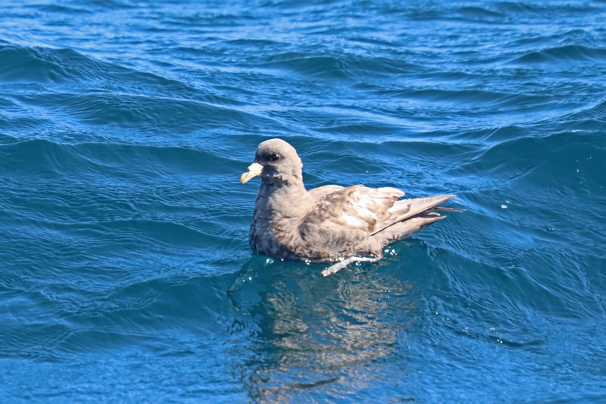 Northern Fulmar - ML646394245