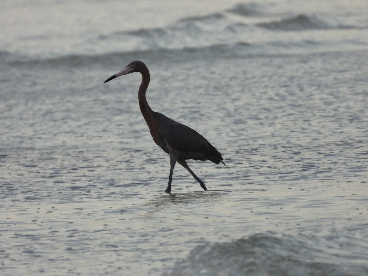 volavka červenavá - ML646394249