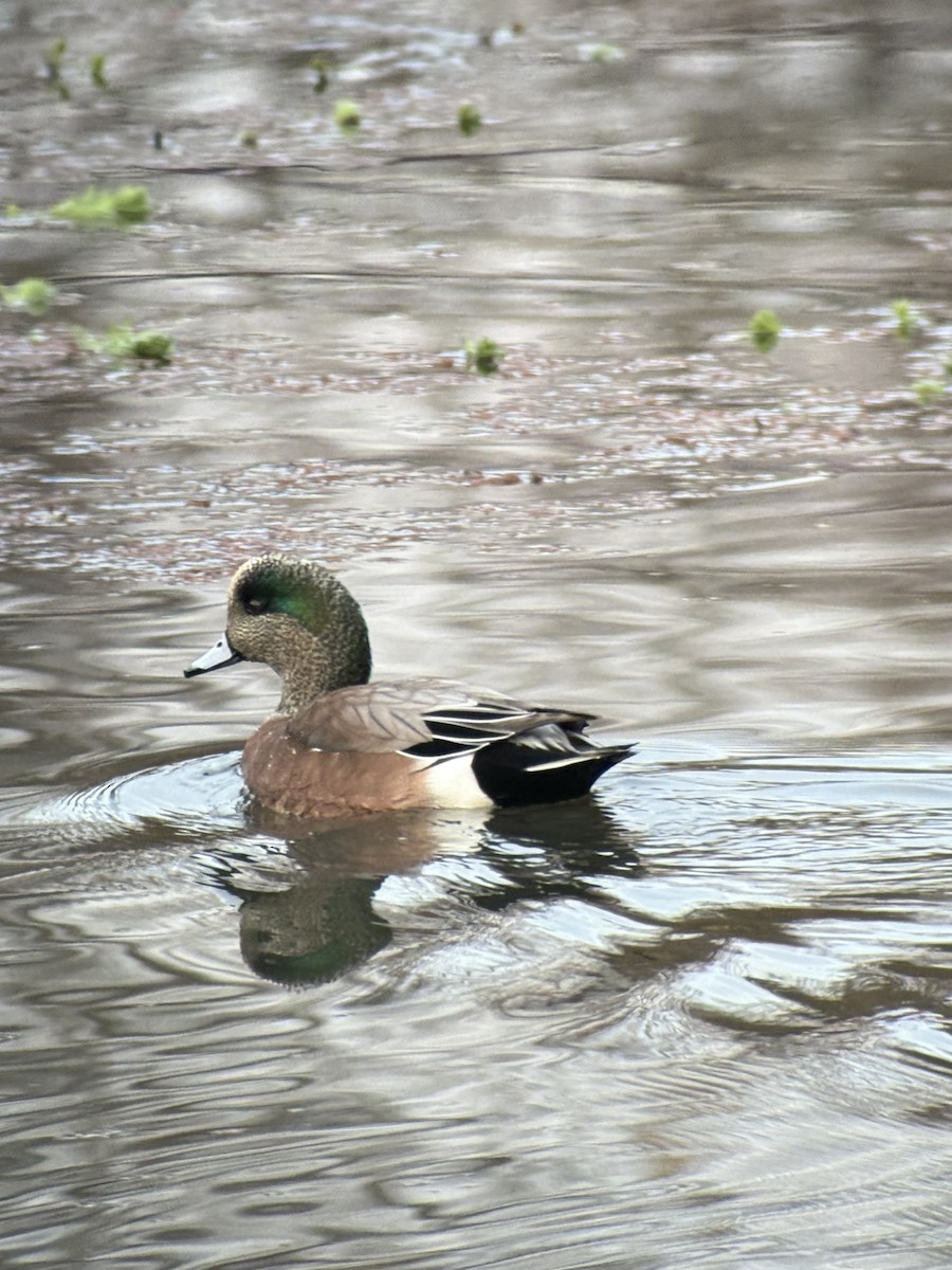 葡萄胸鴨 - ML646394252