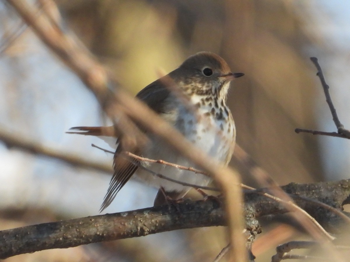Hermit Thrush - ML646394254