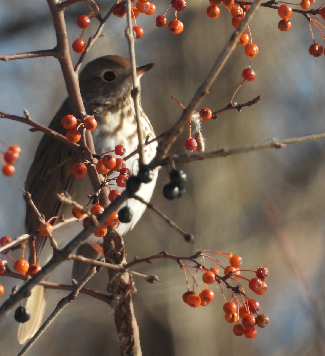 Hermit Thrush - ML646394255