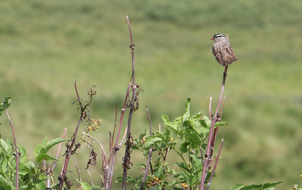 White-crowned Sparrow (Dark-lored) - ML646394257