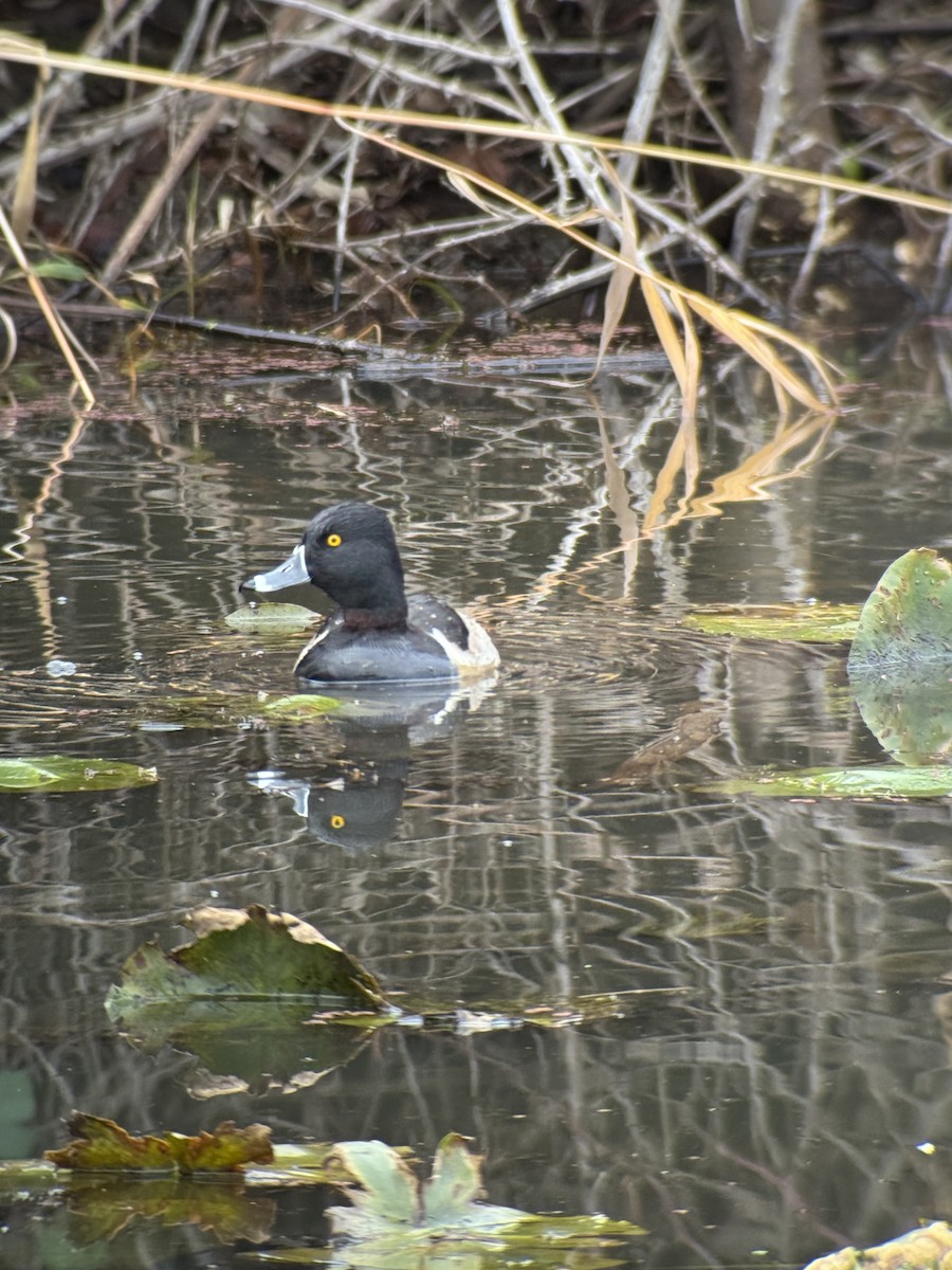 環頸潛鴨 - ML646394258