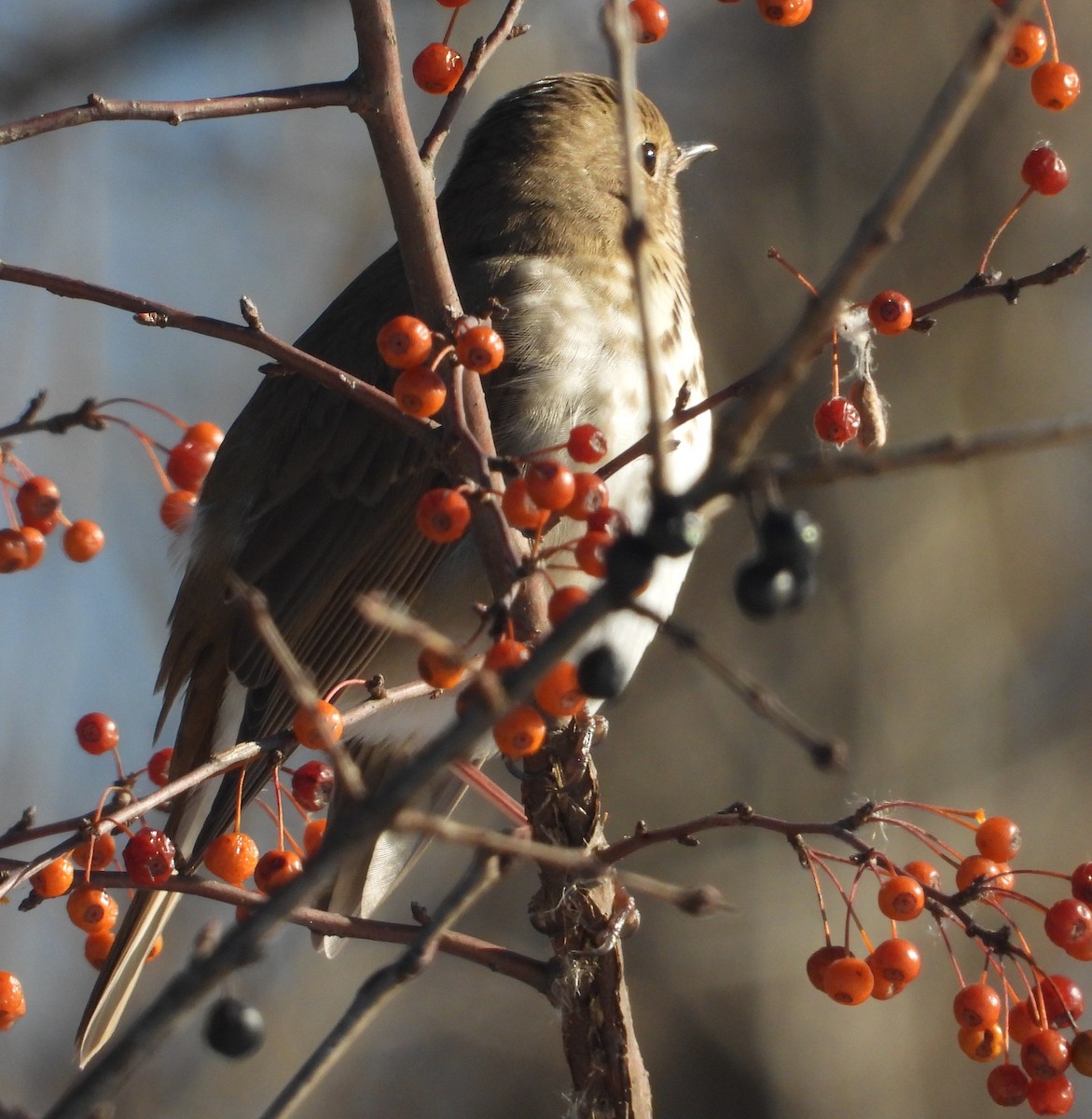 Hermit Thrush - ML646394259
